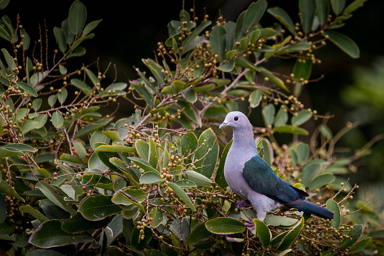 голубь, птица, Шри-Ланка, Anton