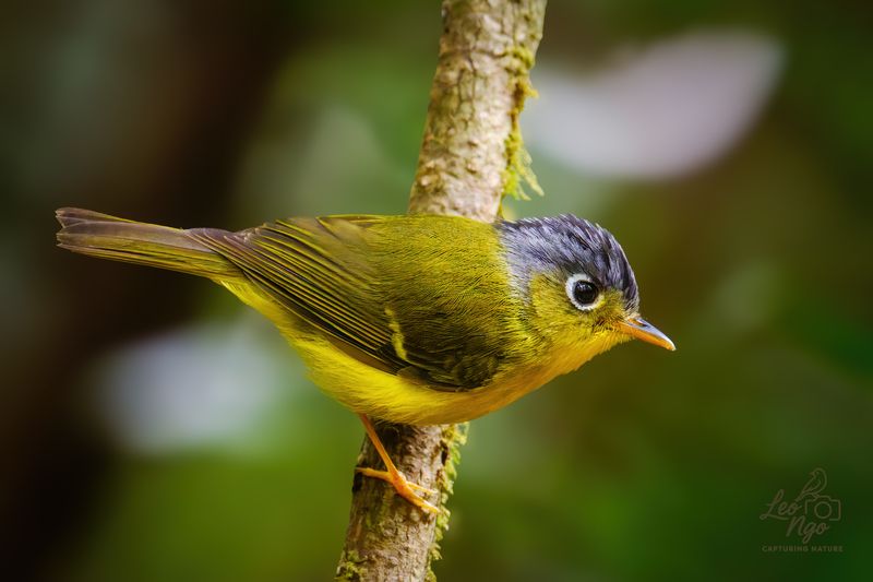White-spectacled Wabbler. фото превью