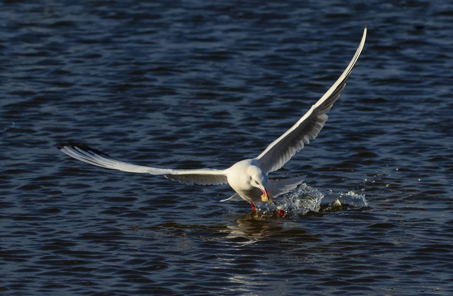 чайки,, Marat Magov