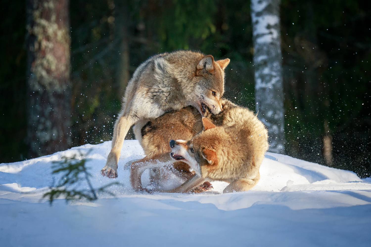 , Проценко Татьяна