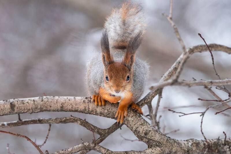 Белка фото превью