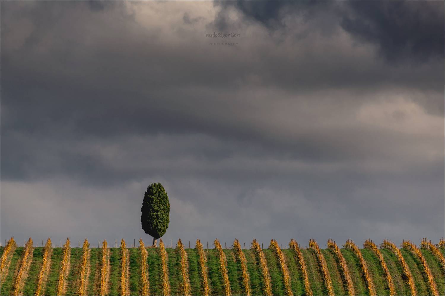 italy,san quirico d\\\'orcia,italia,италия,тоскана,pienza,кипарис,toscana,осень,tuscany,cipressi,belvedere,пьенца,тени,виноградники, Гори Василий