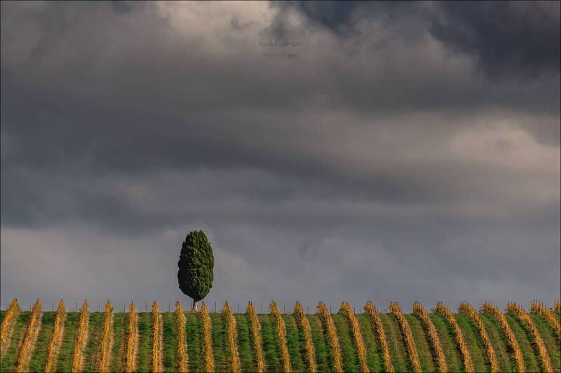 italy,san quirico d\\\\\\\'orcia,italia,италия,тоскана,pienza,кипарис,toscana,осень,tuscany,cipressi,belvedere,пьенца,тени,виноградники Символ вечности фото превью