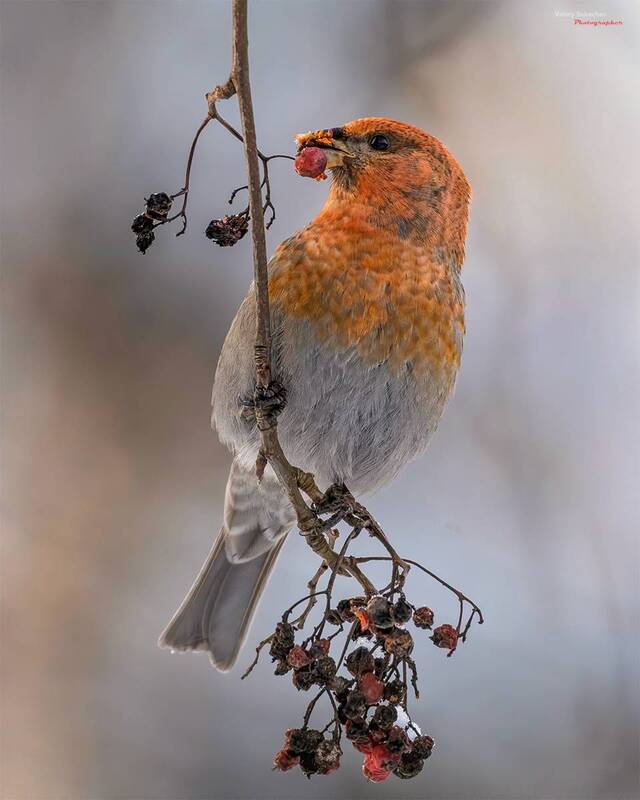 Щур фото превью