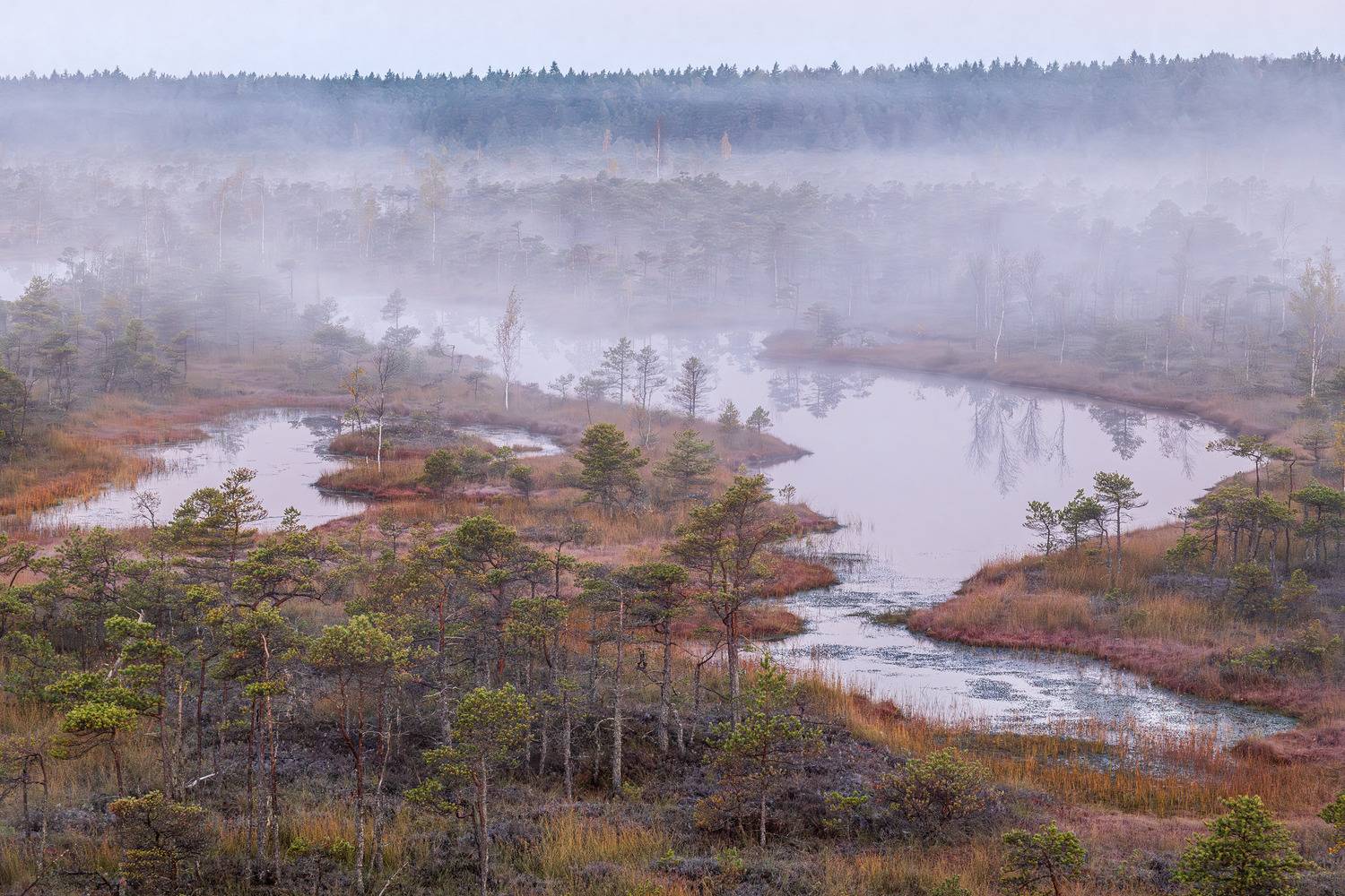 , Гордон Николай