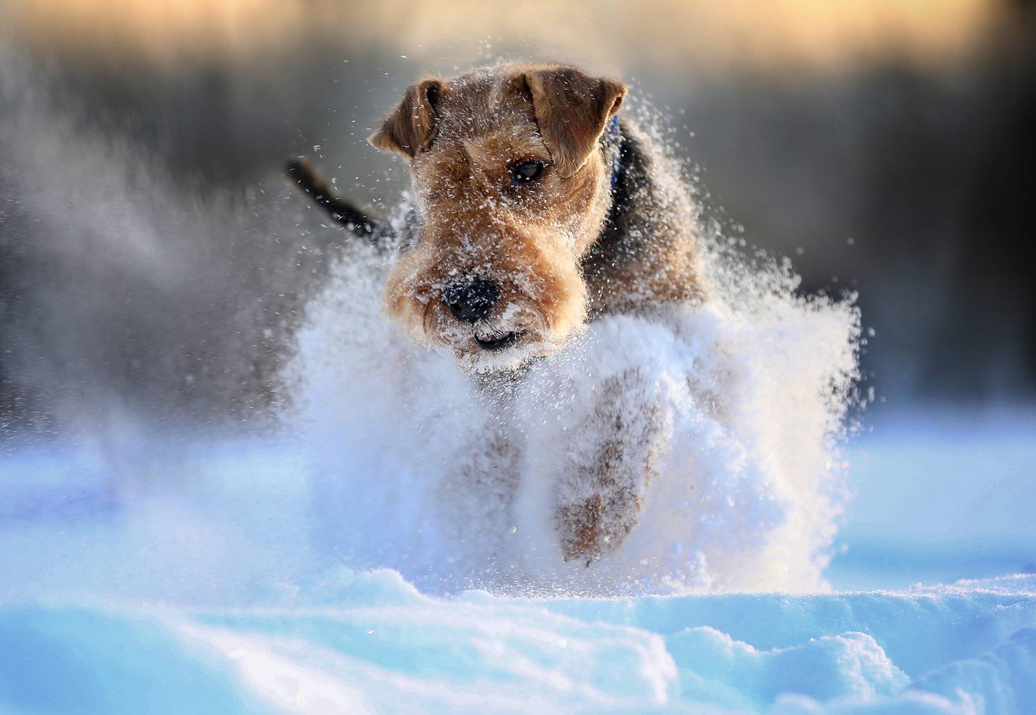 , Андрей Ершов