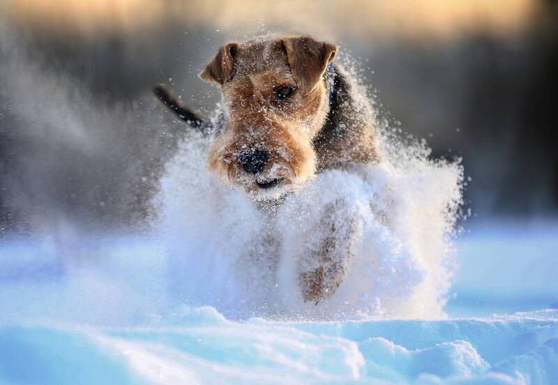 ..... фото превью