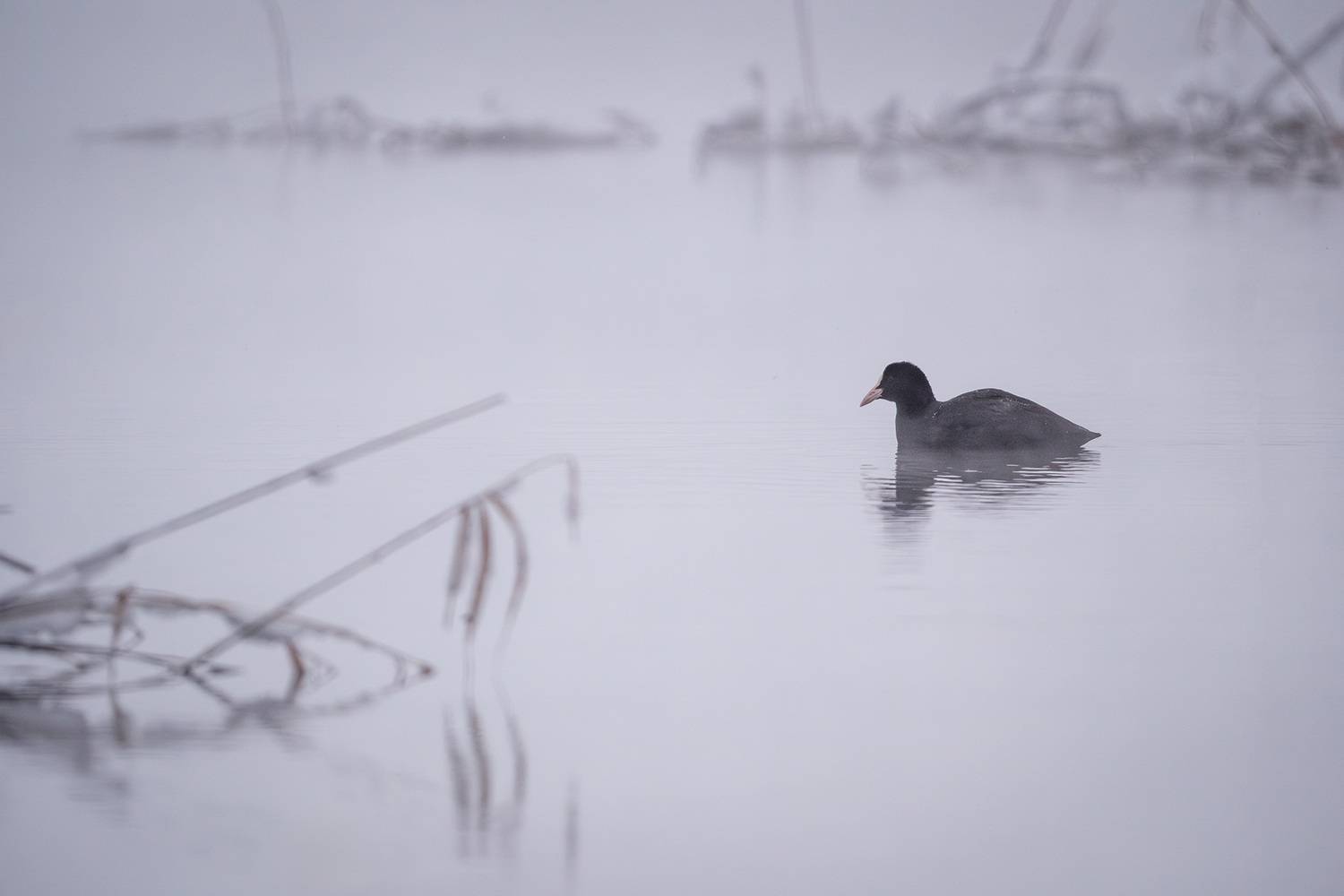 , Бодрягин Виталий