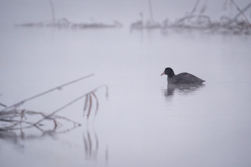 Лысуха Январь 2026 фото превью