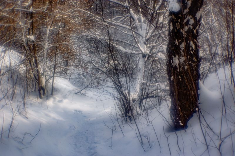 В парке фото превью