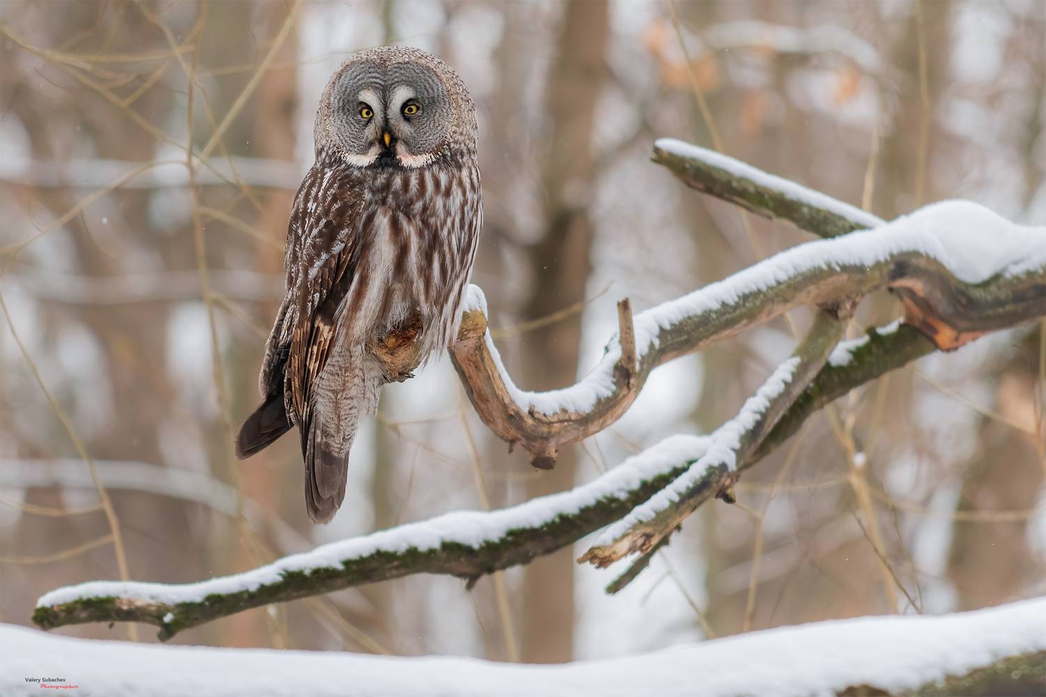 , Валерий Субачев