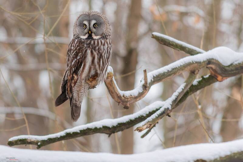 Бородатая неясыть фото превью