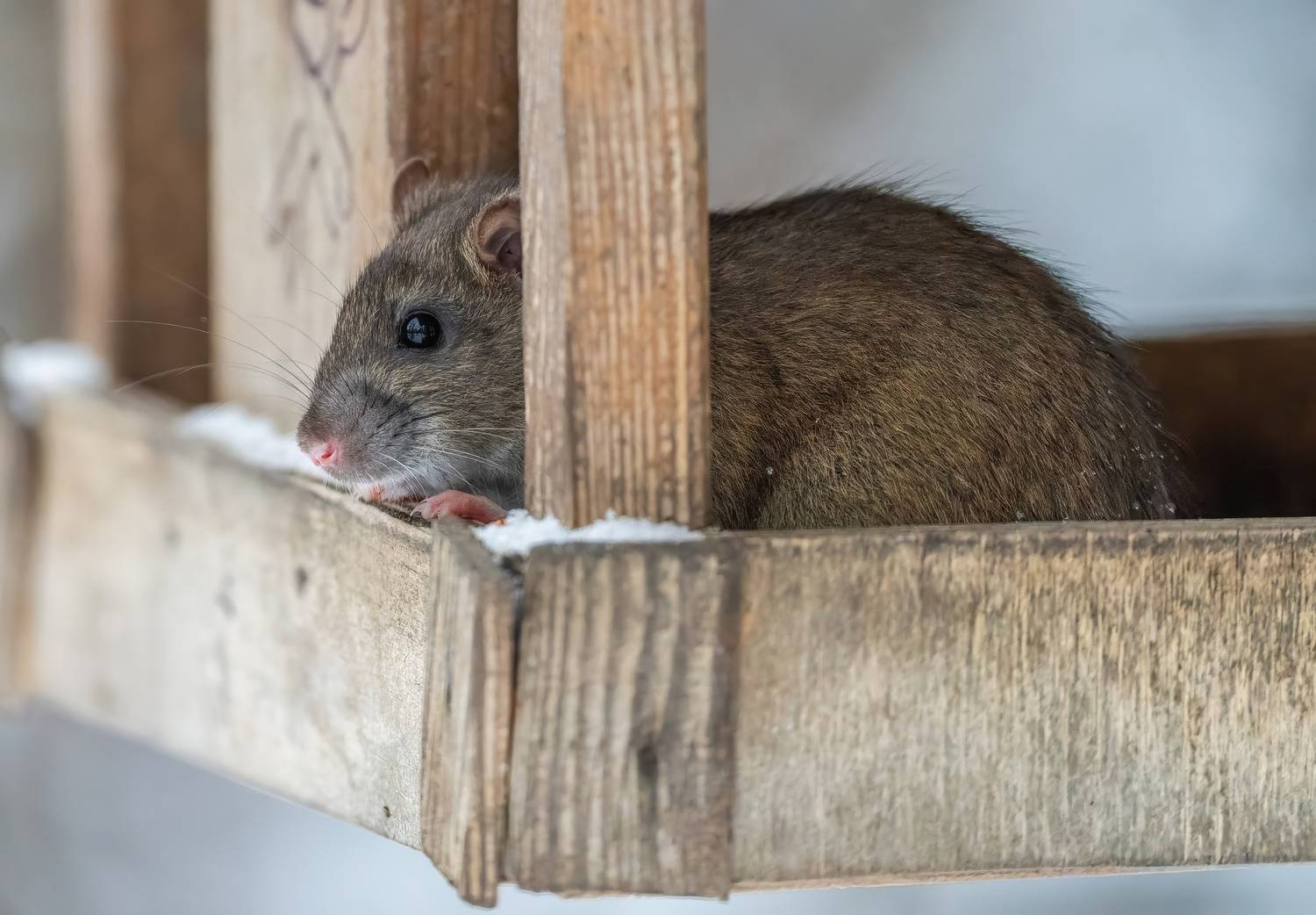 , Дем Константин