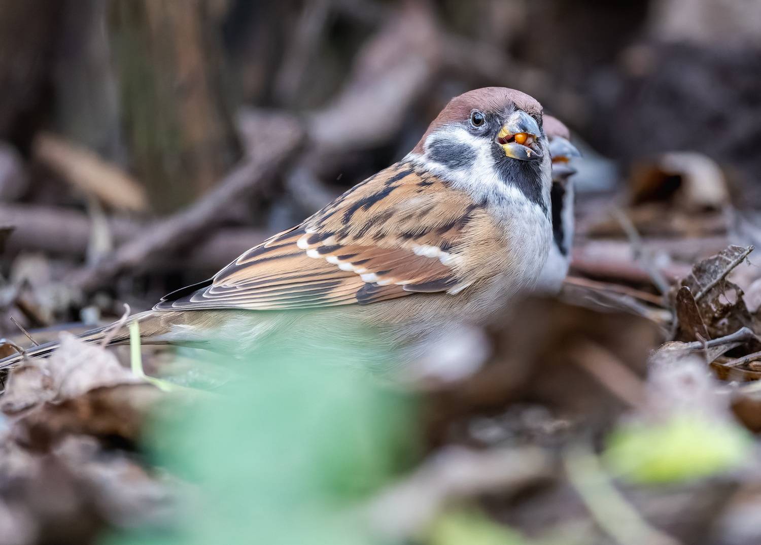, Дем Константин