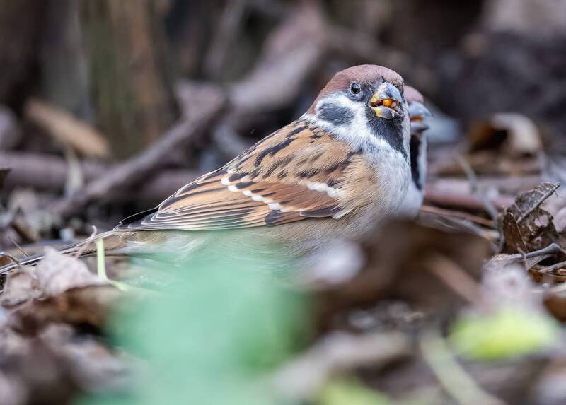 Ланч воробьяныча фото превью