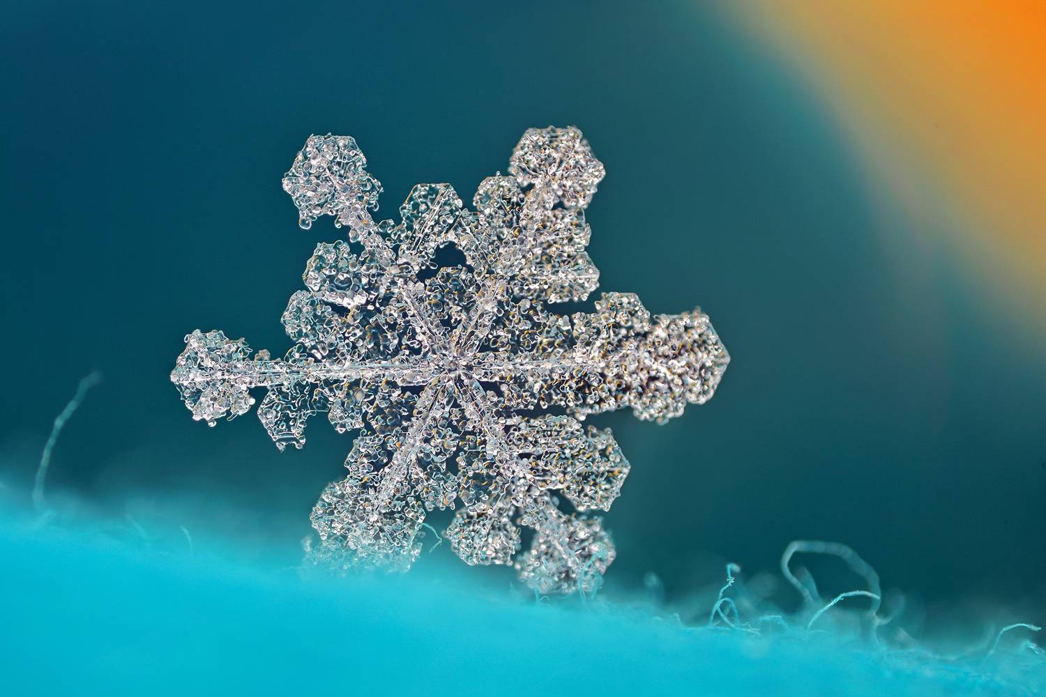 ceclii, macro, Tsvetan Ganev