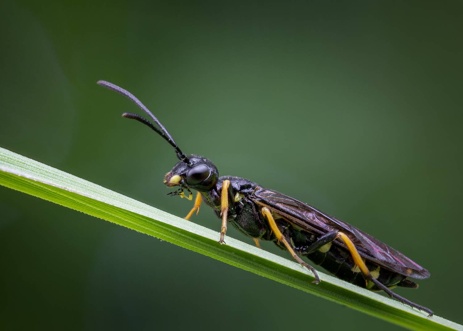 , Кузнецов Дмитрий