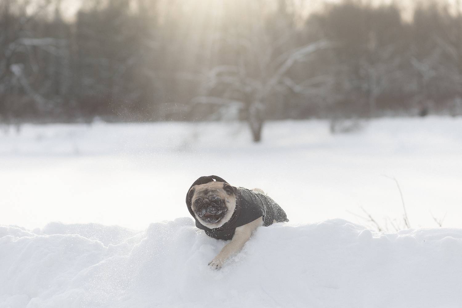 , Елена Самусенкова