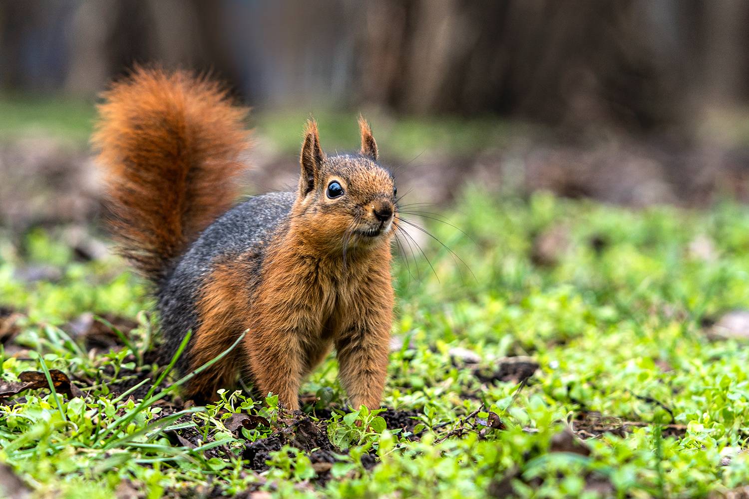 парк, животные, белка, Рябов Игорь