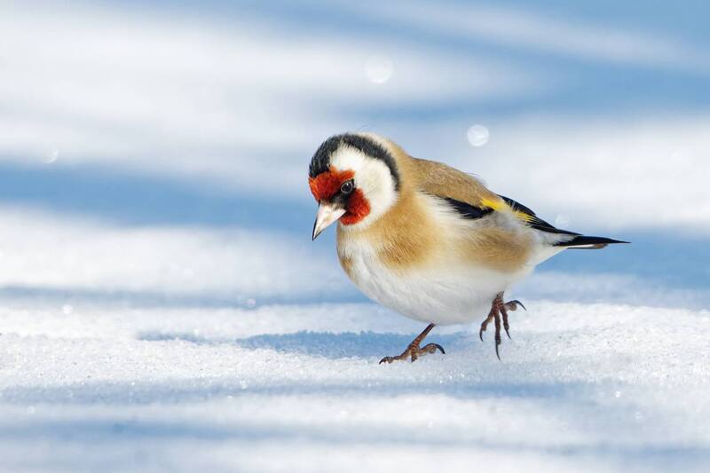фото превью