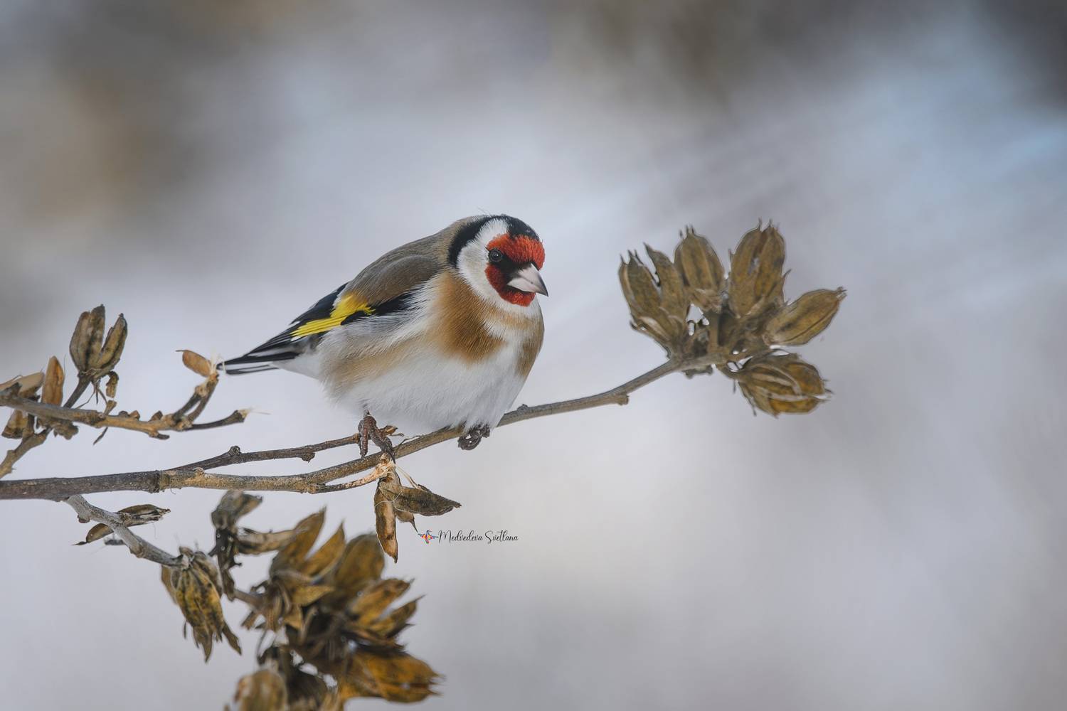 фотоохота, птица, зима, щегол, Медведева Светлана