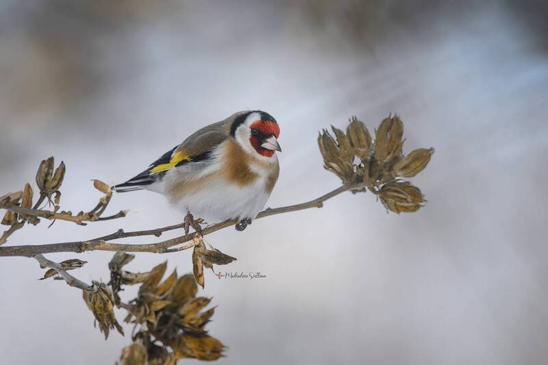 фотоохота, птица, зима, щегол Щегол. фото превью