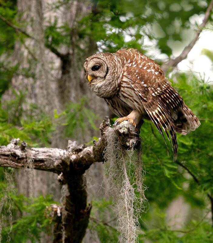 пёстрая неясыть, cова, owl, florida,флорида, хищные птицы, barred owl, raptor Barred Owl - Пёстрая неясыть фото превью