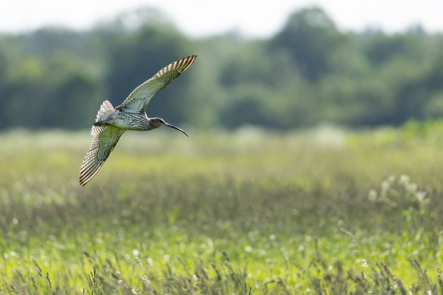 большой кроншнеп, кроншнеп, кулик, птицы, красная книга, Ruslan Pl
