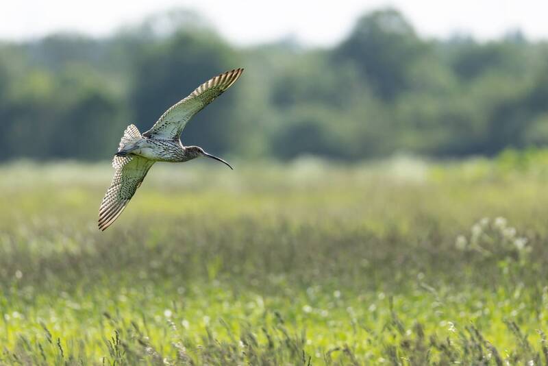 Большой кроншнеп фото превью