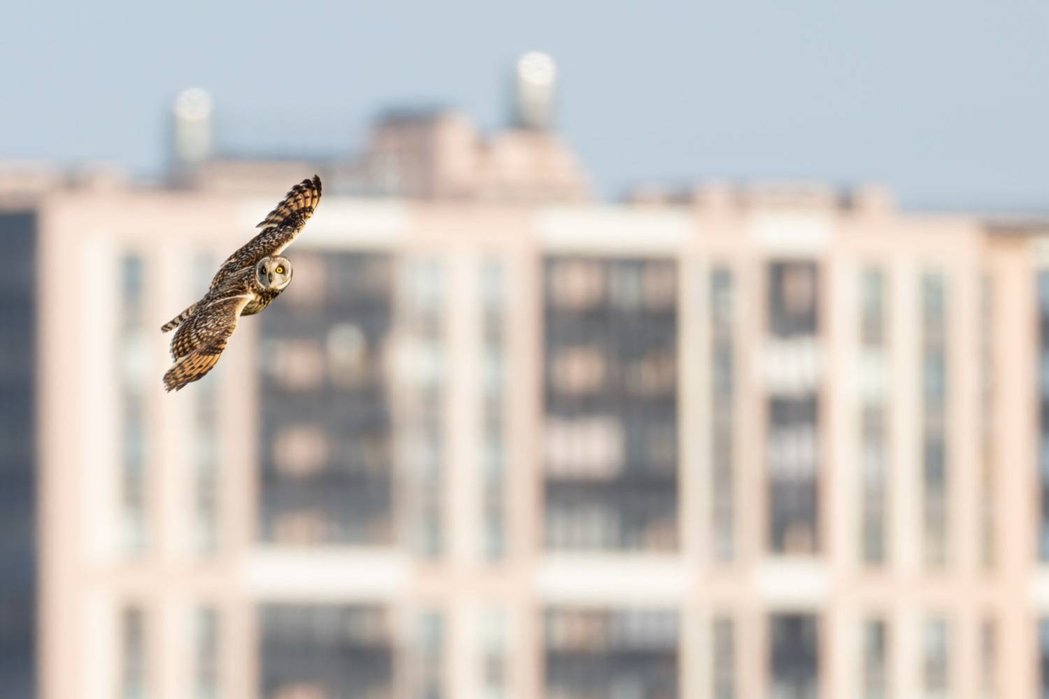 болотная сова, сова, птицы, Ruslan Pl