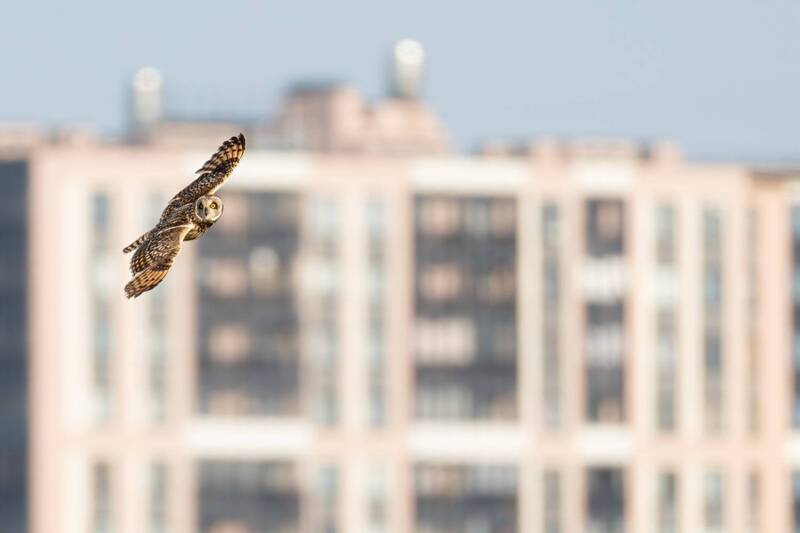 болотная сова, сова, птицы Городская сова фото превью