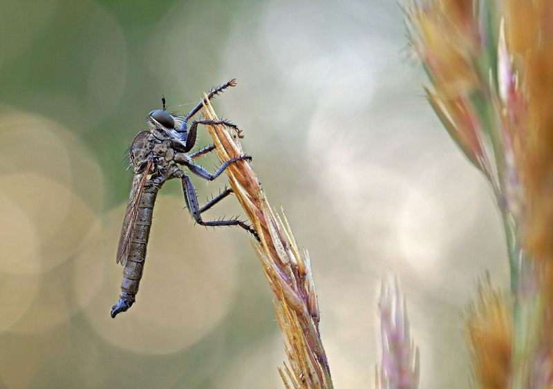 Муха, Хищник Ктырь фото превью