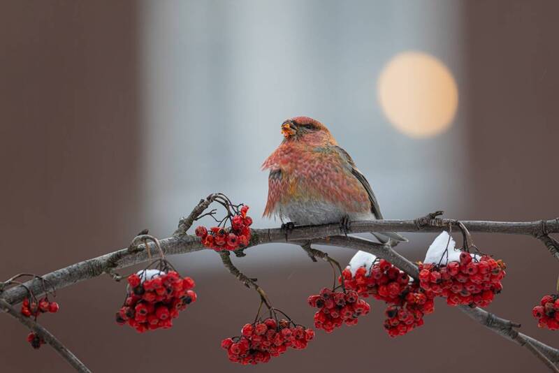 фото превью