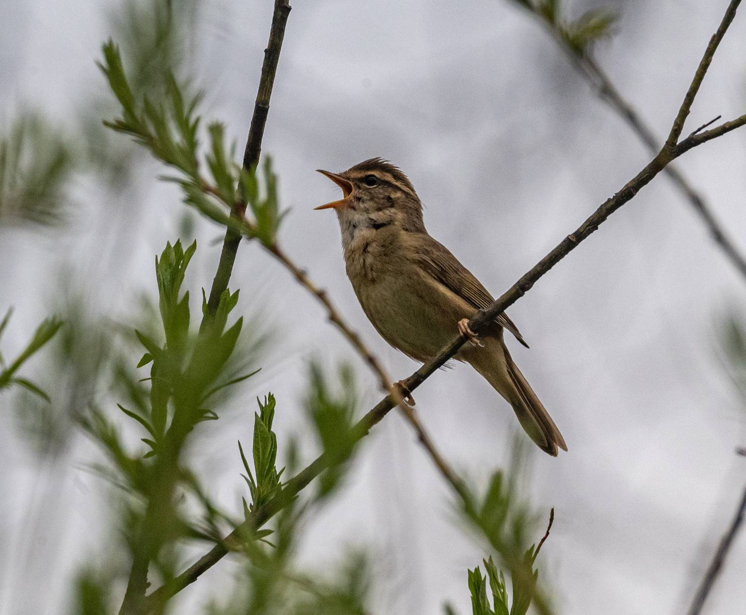 камышевка-барсучок, камышевка, птицы, хабаровский край, высокогорный, Савчук Сергей