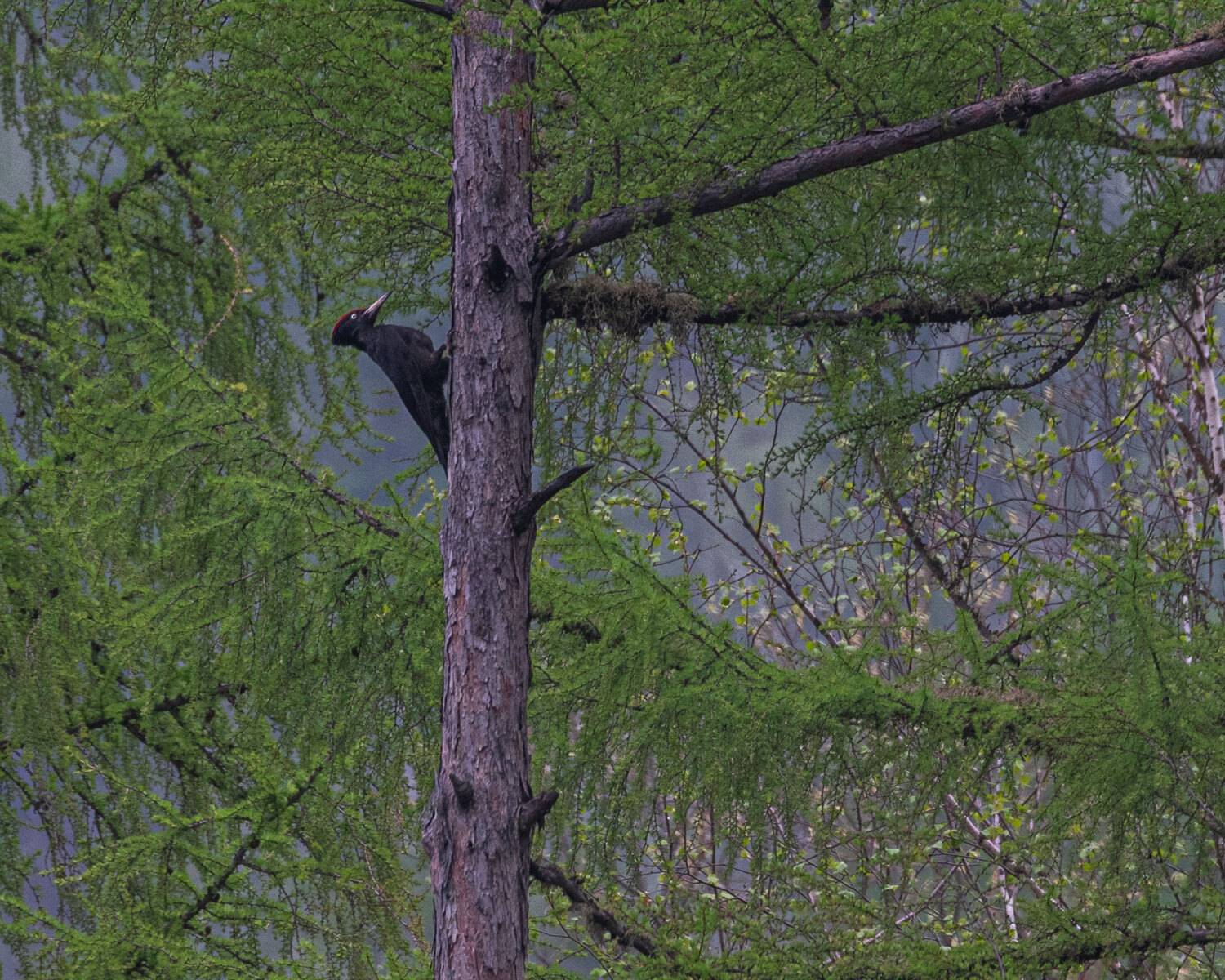 Желна, черный дятел, Хабаровский край, Высокогорный, Савчук Сергей