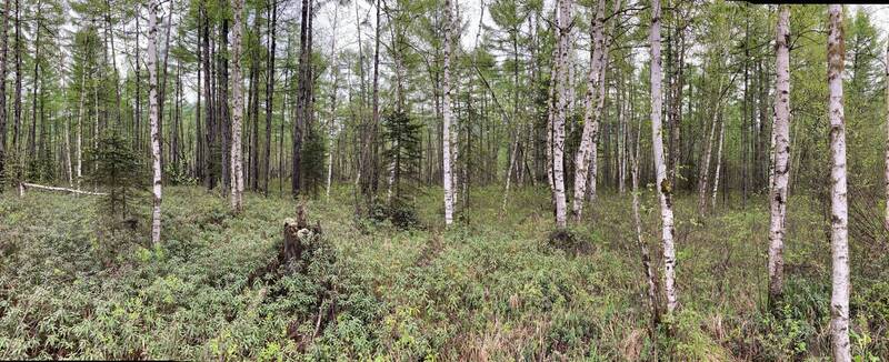 пейзаж, березы, лиственница, весна, хабаровский край, высокогорный Весеннее пробуждение фото превью