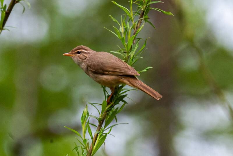 Толстоклювая пеночка фото превью