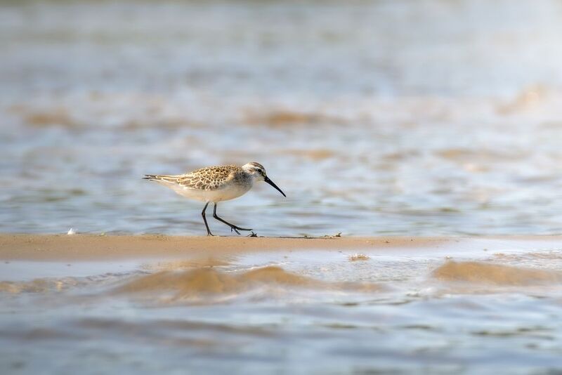 wildlife, birdwatching, nature, bird photography, птица, фотоохота, природа, чернозобик Чернозобик фото превью