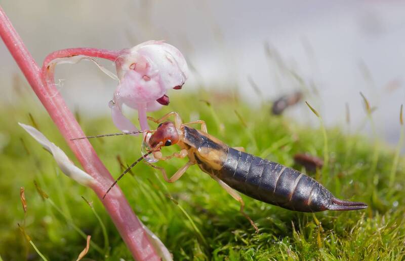 Жажда фото превью