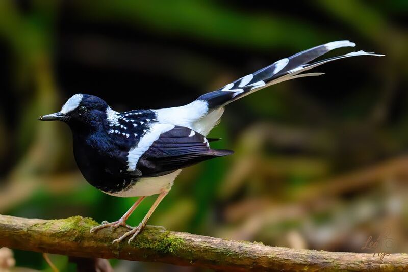 Spotted Forktail. фото превью