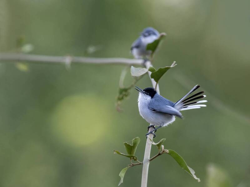 White-lored Gnatcatcher фото превью
