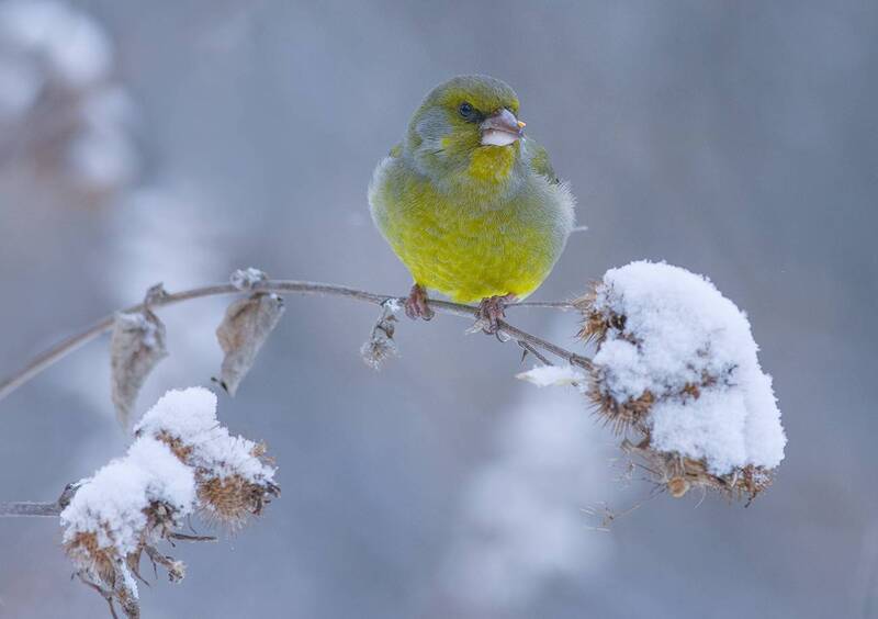 зима,снег,зеленушка,репейник Зима... фото превью
