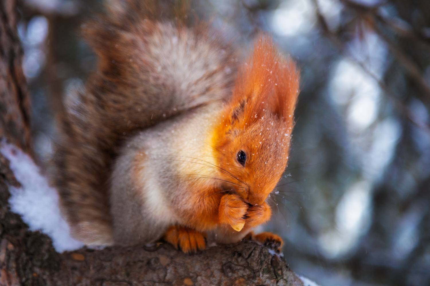 кыргызстан, ала-арча, Элина Магалимова
