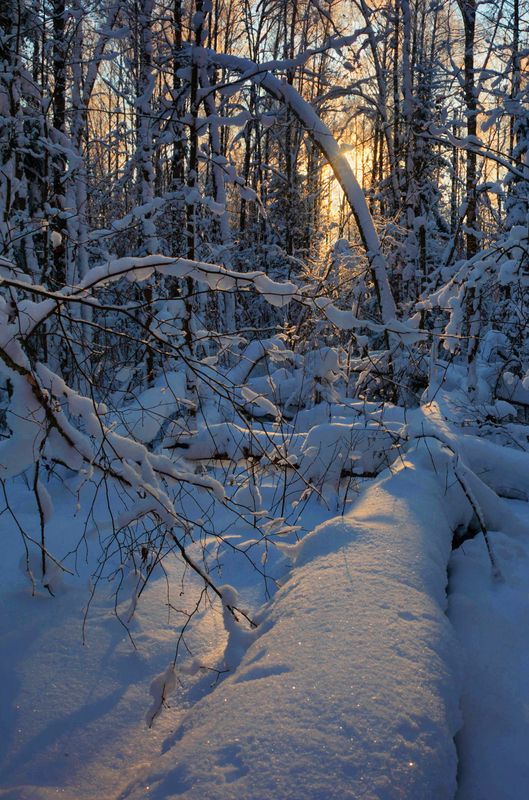 зима, лес  фото превью
