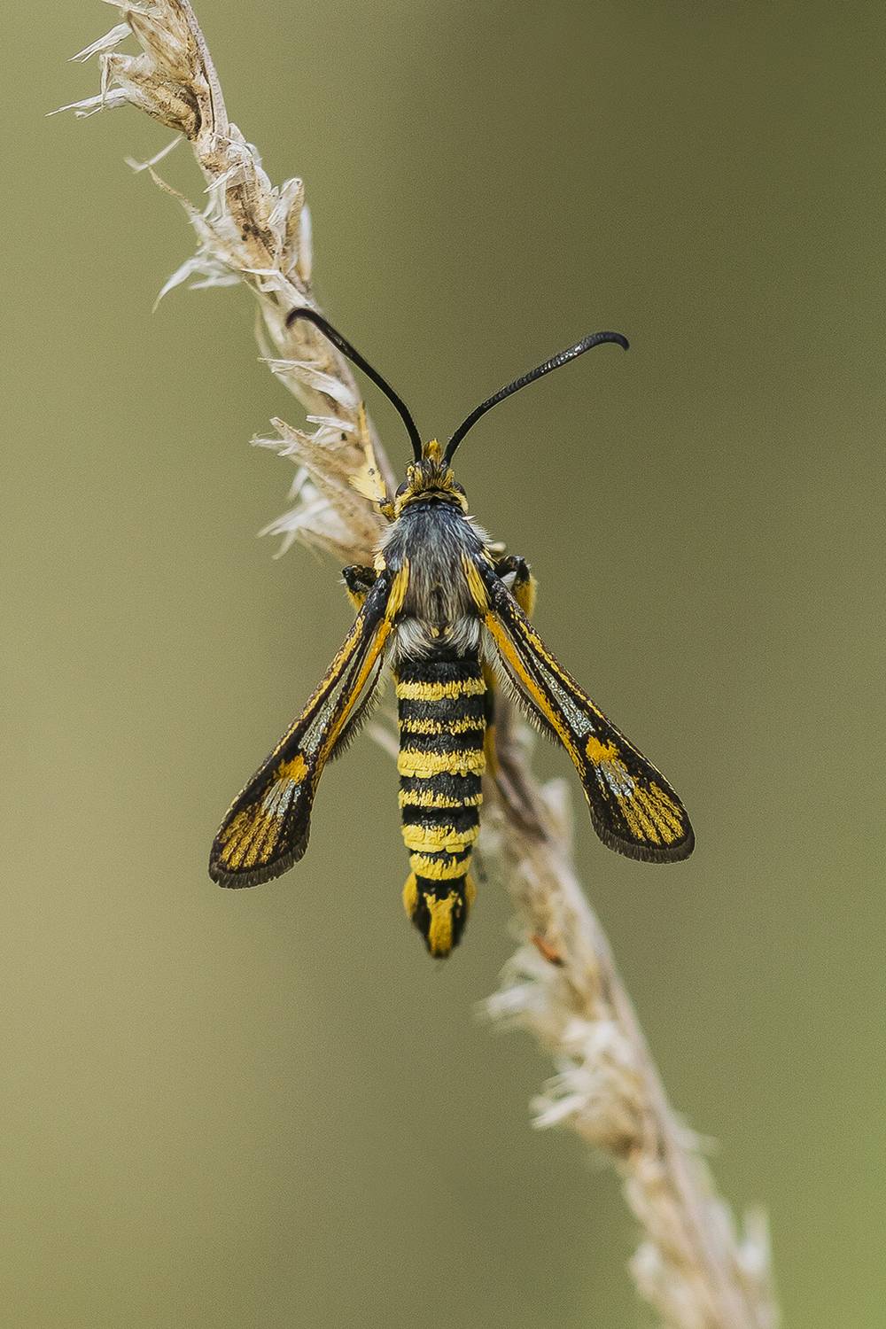 nature close-up outdoor lepidoptera insect arthropod summertime pollinator, Andr&eacute;s Emilio