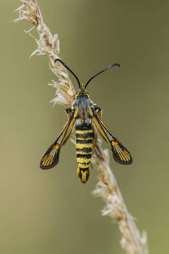 Bembecia sp.