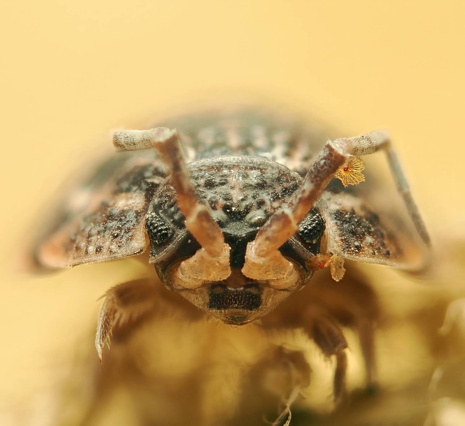 мокрица, Миша Усольцев