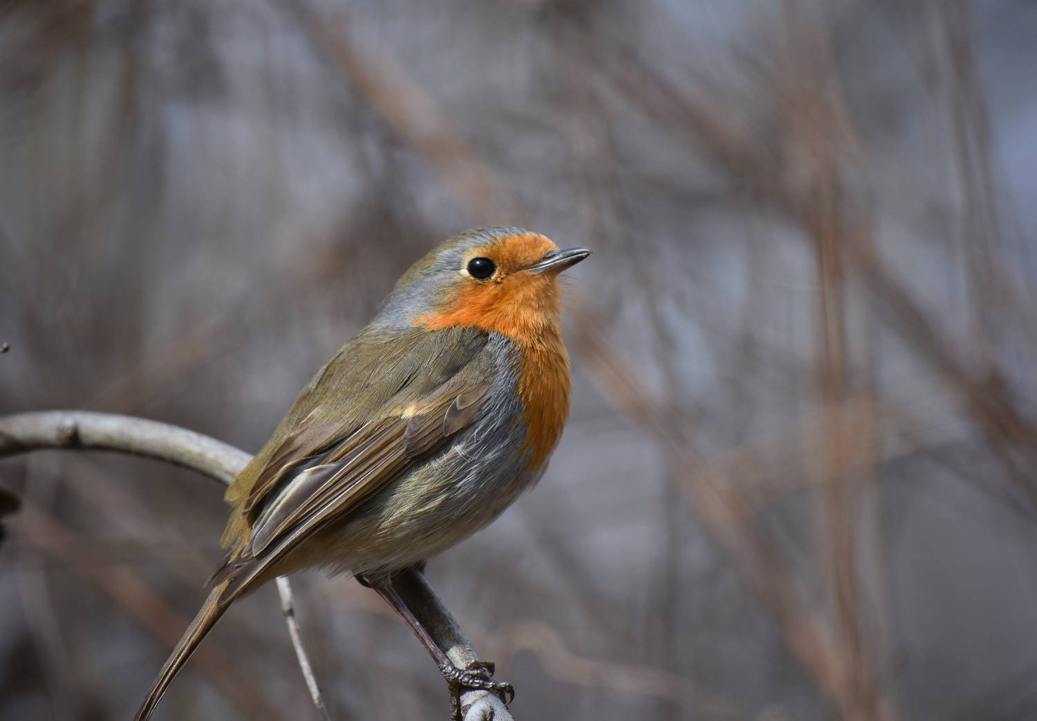 , Герчев Николай