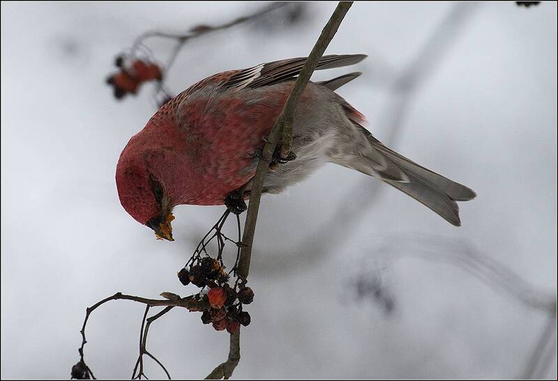 москва, зима, парк, птица, щур ***** фото превью