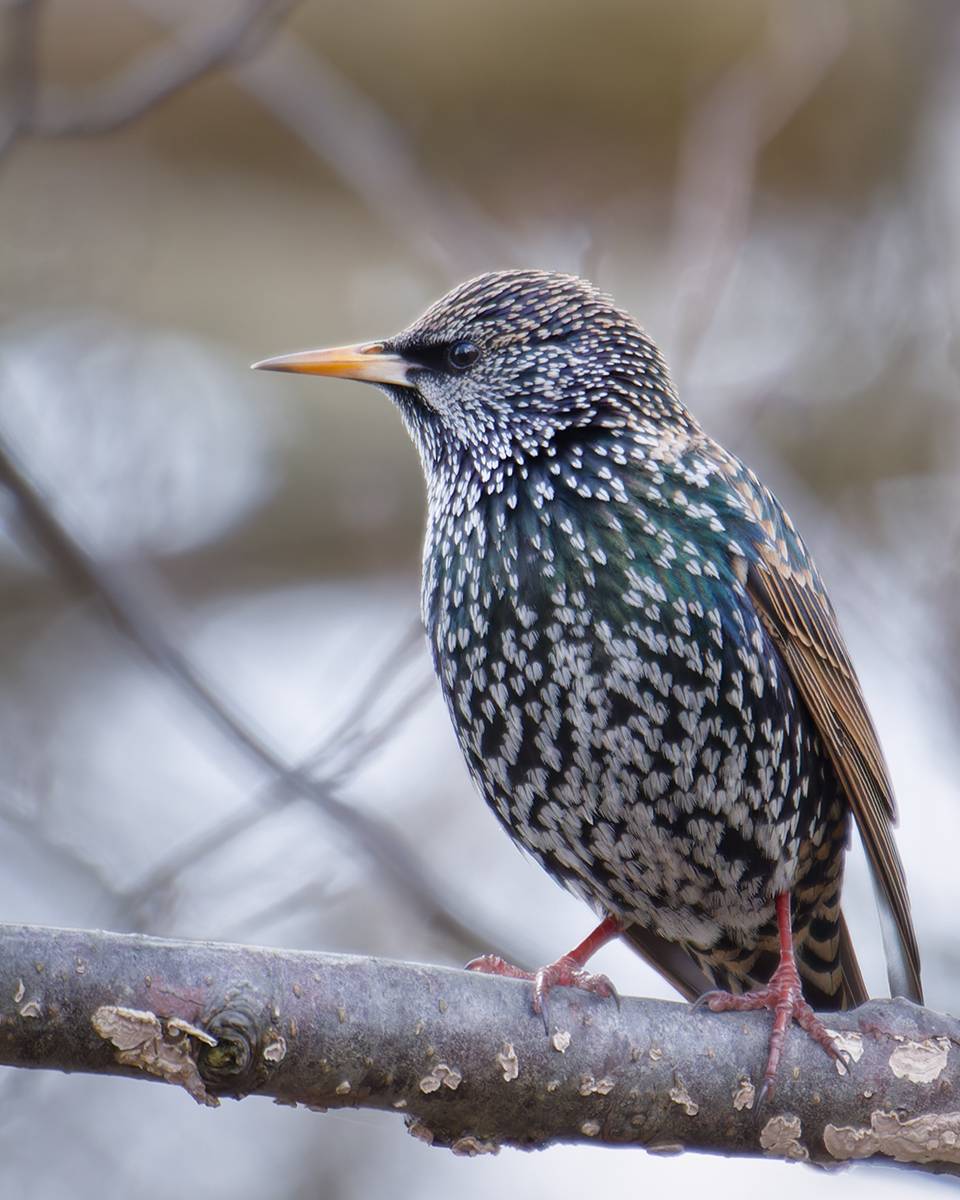 bird, птица, sturnusvulgaris, скворец, калининград, Хилько Марина